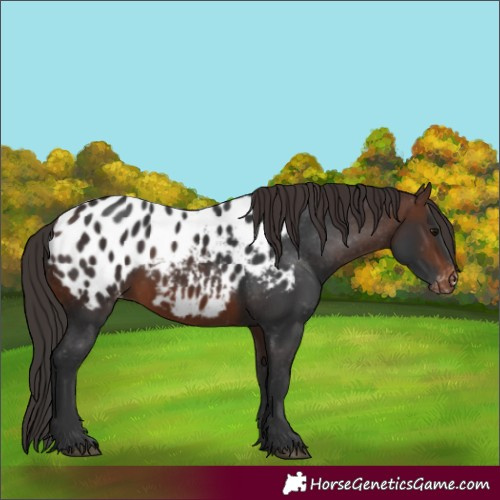 Horse Color:Brown Appaloosa