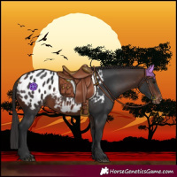 Horse Color:Brown Blanket