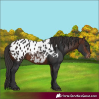 Horse Color:Brown Appaloosa 