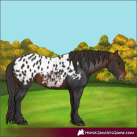 Horse Color:Brown Blanket 