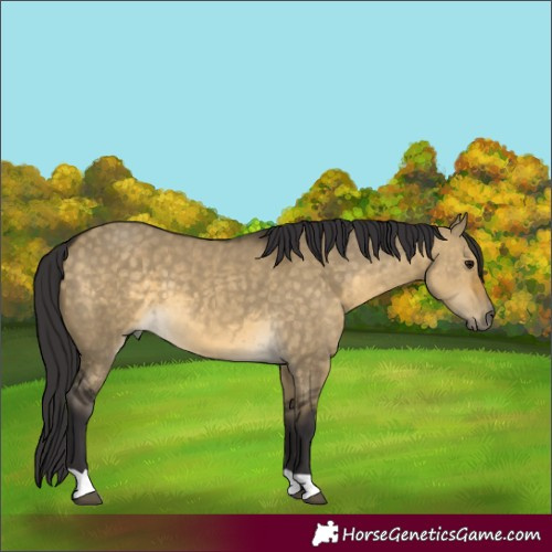 Horse Color:Buckskin Dun 