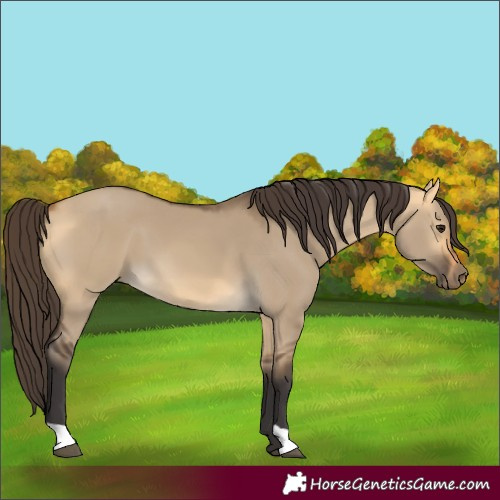 Horse Color:Buckskin Dun 