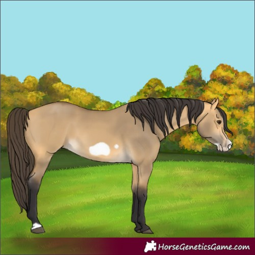 Horse Color:Buckskin Dun Frame 