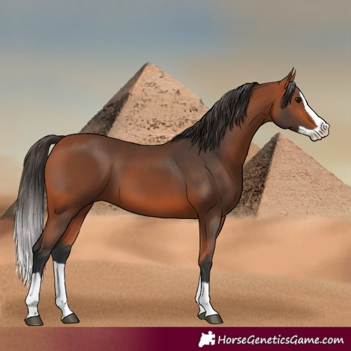 Horse Color:Bay Splash 