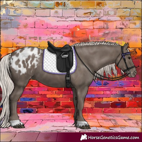 Horse Color:Silver Black Appaloosa 