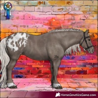 Horse Color:Silver Black Appaloosa 