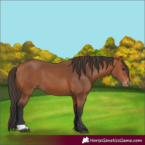 Horse Color:Bay Appaloosa