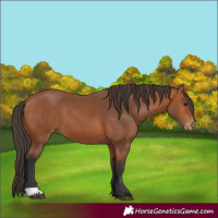 Horse Color:Bay Varnish