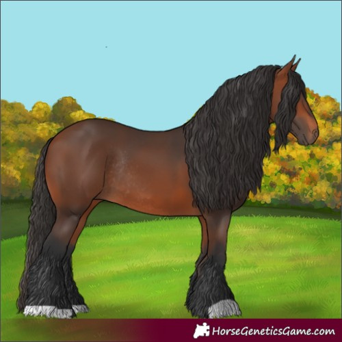 Horse Color:Bay Rabicano