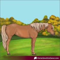 Horse Color:Chestnut 