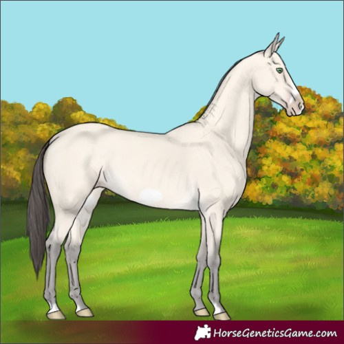 Horse Color:Amber Cream Champagne Frame 
