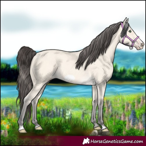 Horse Color:Amber Cream Champagne Frame 