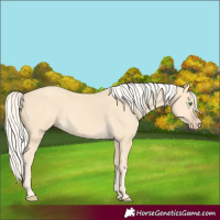 Horse Color:Gold Cream Champagne 