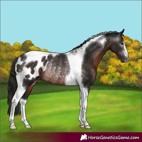 Horse Color:Gray Brown Tobiano Appaloosa Rabicano
