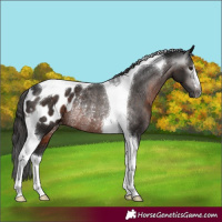 Horse Color:Gray Brown Tobiano Appaloosa Rabicano 
