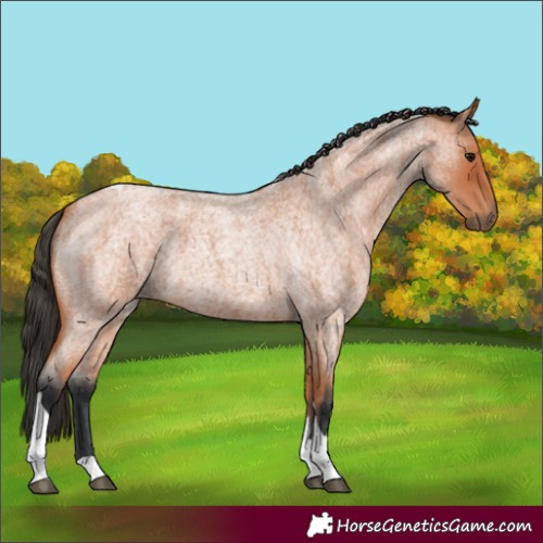 Horse Color:Bay Roan Tobiano