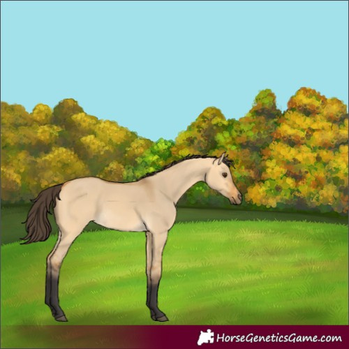 Horse Color:Buckskin Dun