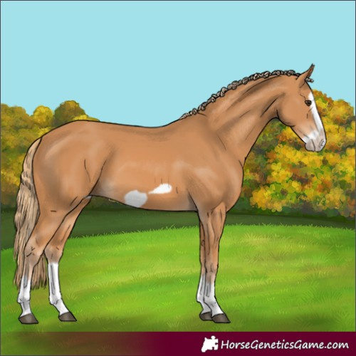 Horse Color:Chestnut Splash Frame