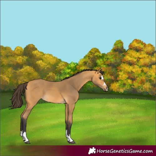 Horse Color:Buckskin