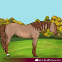 Horse Color:Red Dun Rabicano 
