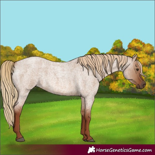 Horse Color:Red Dun Roan Rabicano