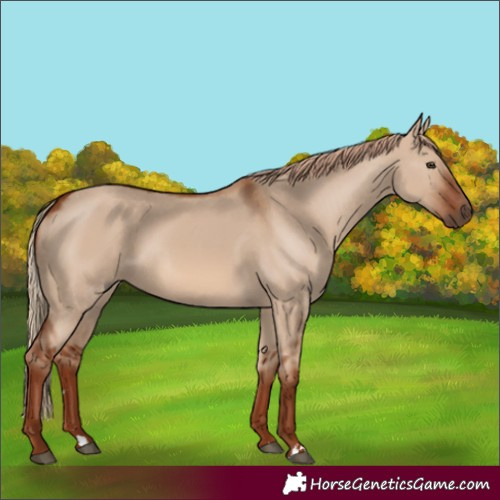 Horse Color:Red Dun Rabicano 