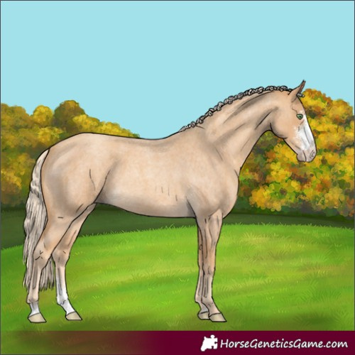 Horse Color:Gold Cream Champagne Roan Sabino