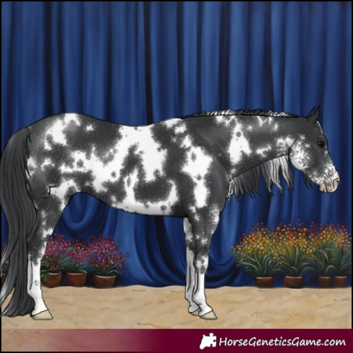 Horse Color:White Spotted Black Sabino 