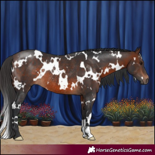 Horse Color:White Spotted Brown Rabicano 