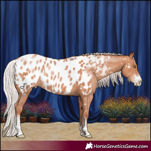 Horse Color:Silver Sable Champagne Sabino Appaloosa Rabicano 