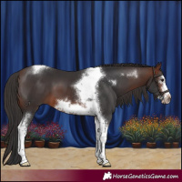 Horse Color:Brown Tobiano Frame