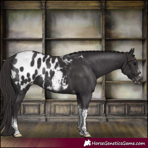 Horse Color:Smoky Black Tobiano Frame Appaloosa Rabicano