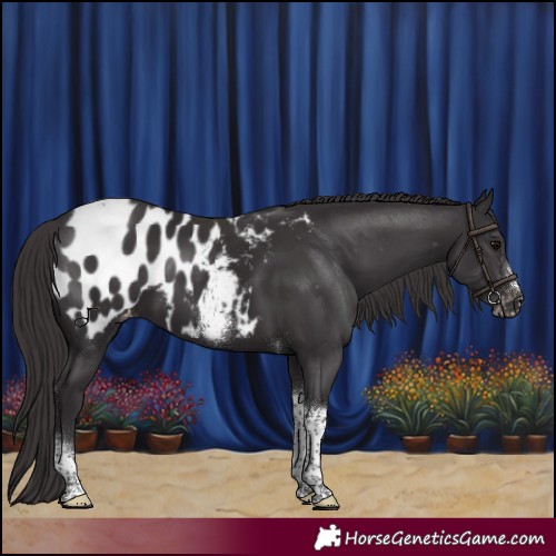 Horse Color:Smoky Black Tobiano Frame Appaloosa Rabicano 