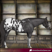 Horse Color:Smoky Black Tobiano Frame Appaloosa Rabicano