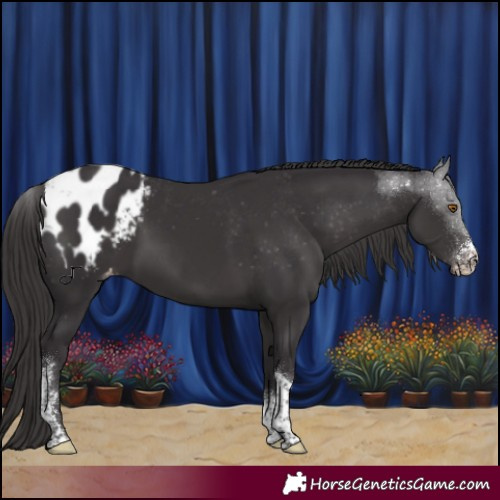 Horse Color:Smoky Black Sabino Tobiano Appaloosa Rabicano 
