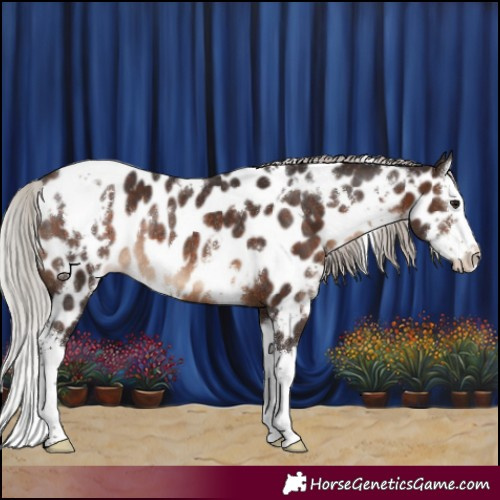 Horse Color:White Spotted Silver Brown Sabino Splash Appaloosa Rabicano 