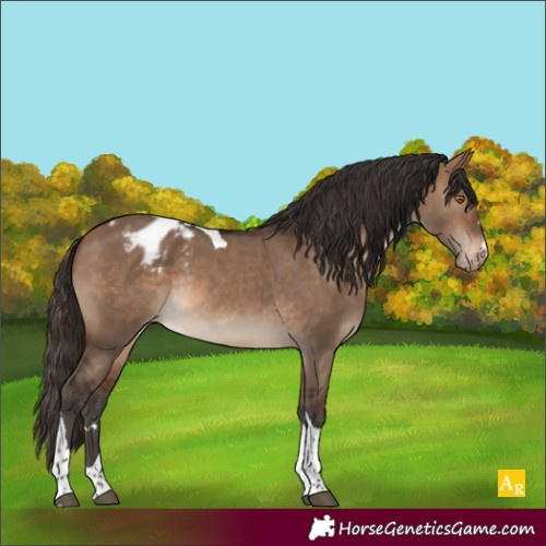 Horse Color:Brown Dun Tobiano Appaloosa Rabicano 