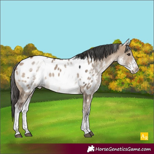 Horse Color:White Spotted Bay Dun Tobiano Appaloosa