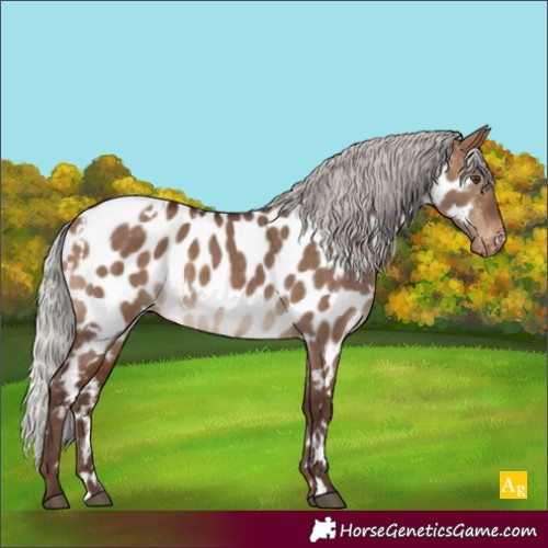 Horse Color:White Spotted Silver Brown Dun Appaloosa 