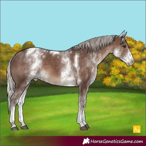 Horse Color:White Spotted Silver Black Tobiano Appaloosa 