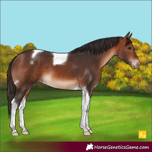 Horse Color:Bay Tobiano Appaloosa
