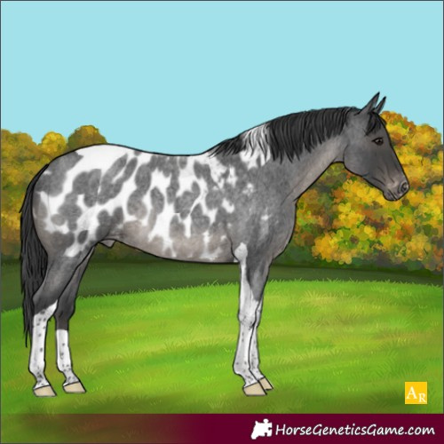 Horse Color:Blue Roan Tobiano Appaloosa Rabicano 