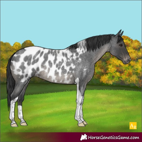 Horse Color:Blue Roan Tobiano Appaloosa Rabicano 