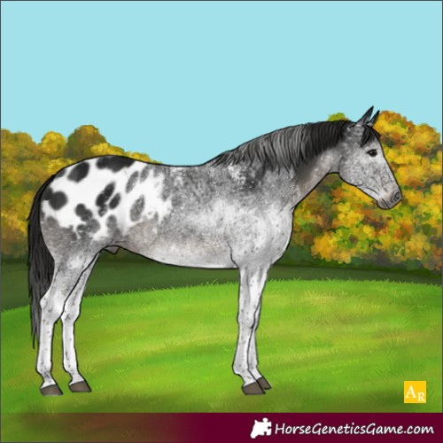 Horse Color:Gray White Spotted Black Tobiano Blanket Rabicano 