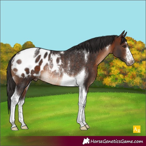 Horse Color:Brown Tobiano Blanket Rabicano 