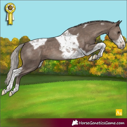 Horse Color:Silver Black Tobiano Frame Appaloosa