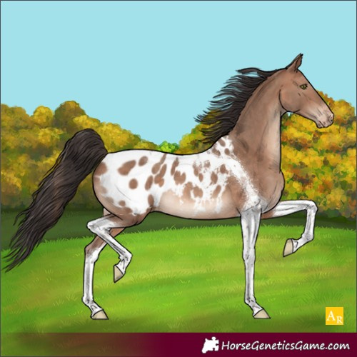 Horse Color:Sable Champagne Tobiano Appaloosa 
