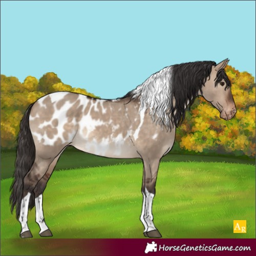 Horse Color:Brown Dun Tobiano Near Leopard 