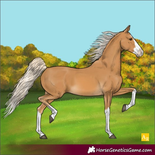 Horse Color:Palomino Splash