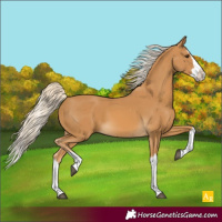 Horse Color:Palomino Splash